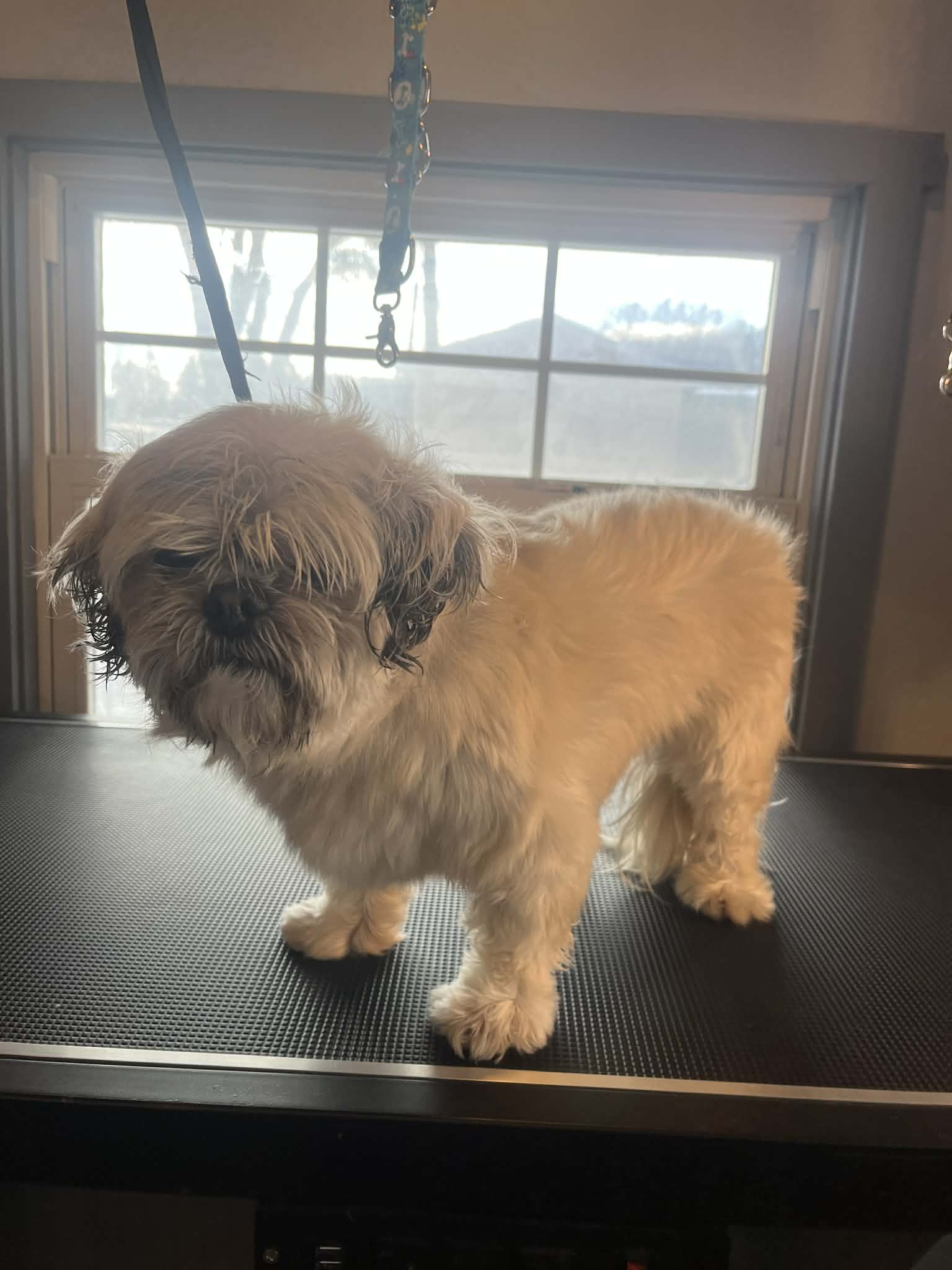 Before grooming