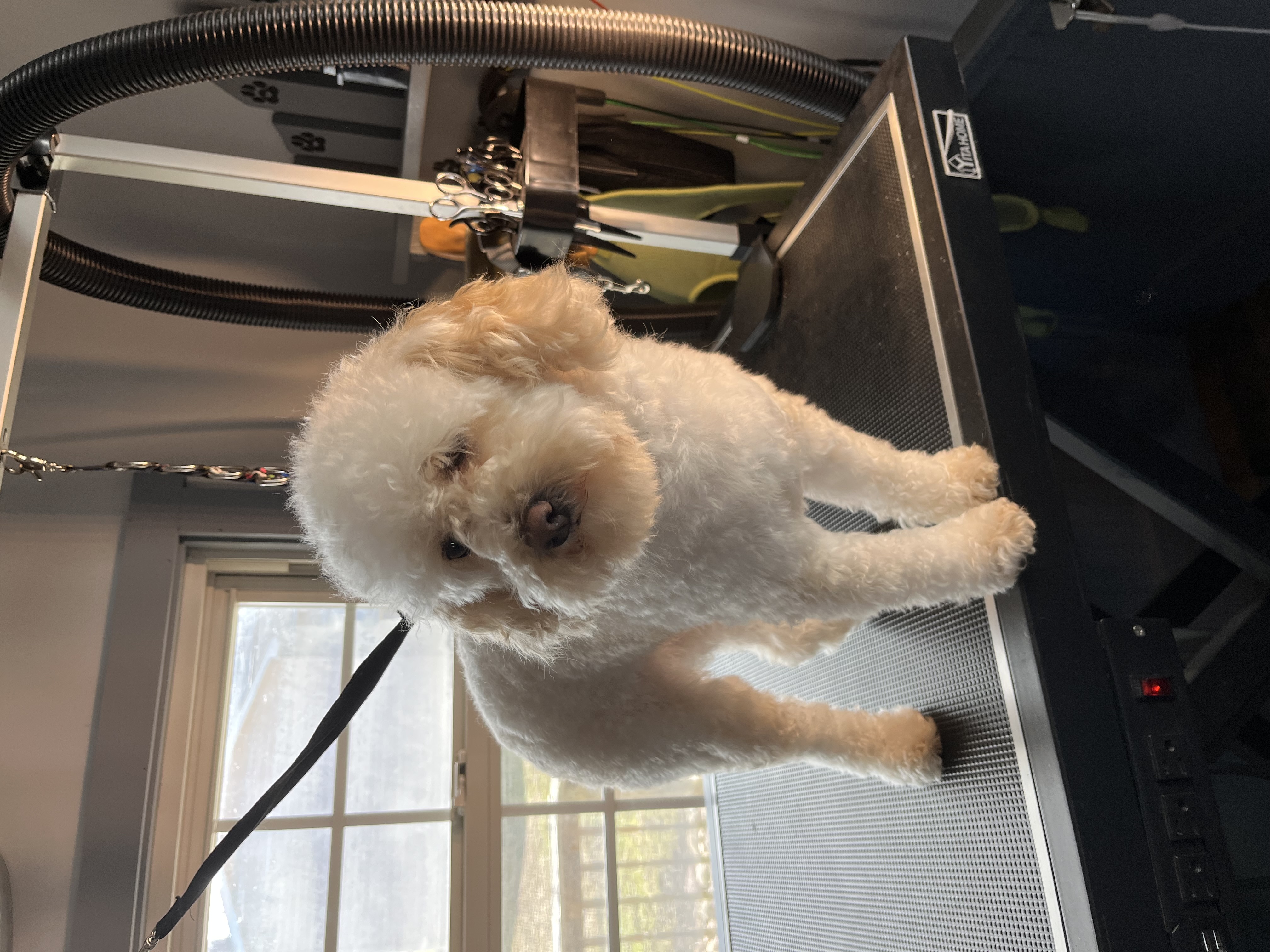 Before grooming