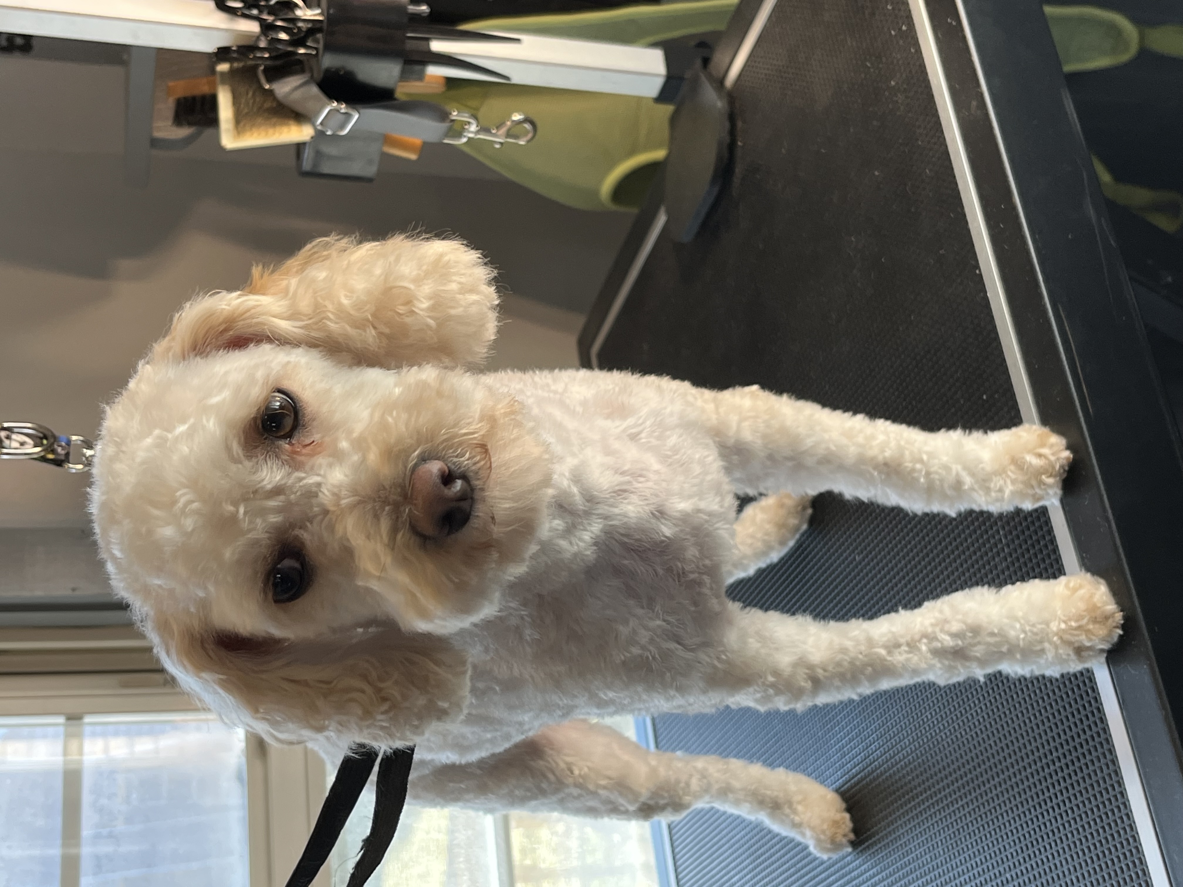 After grooming