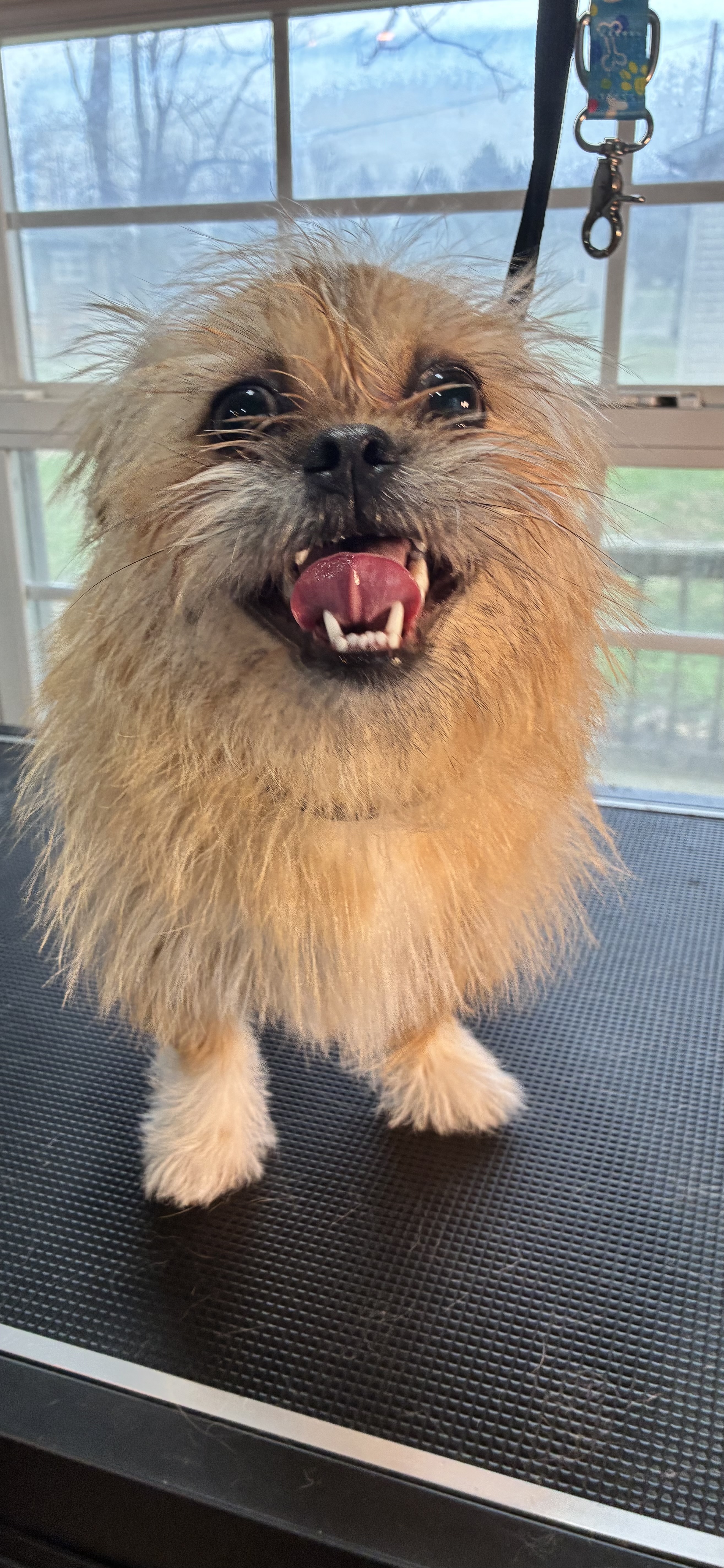 Before grooming