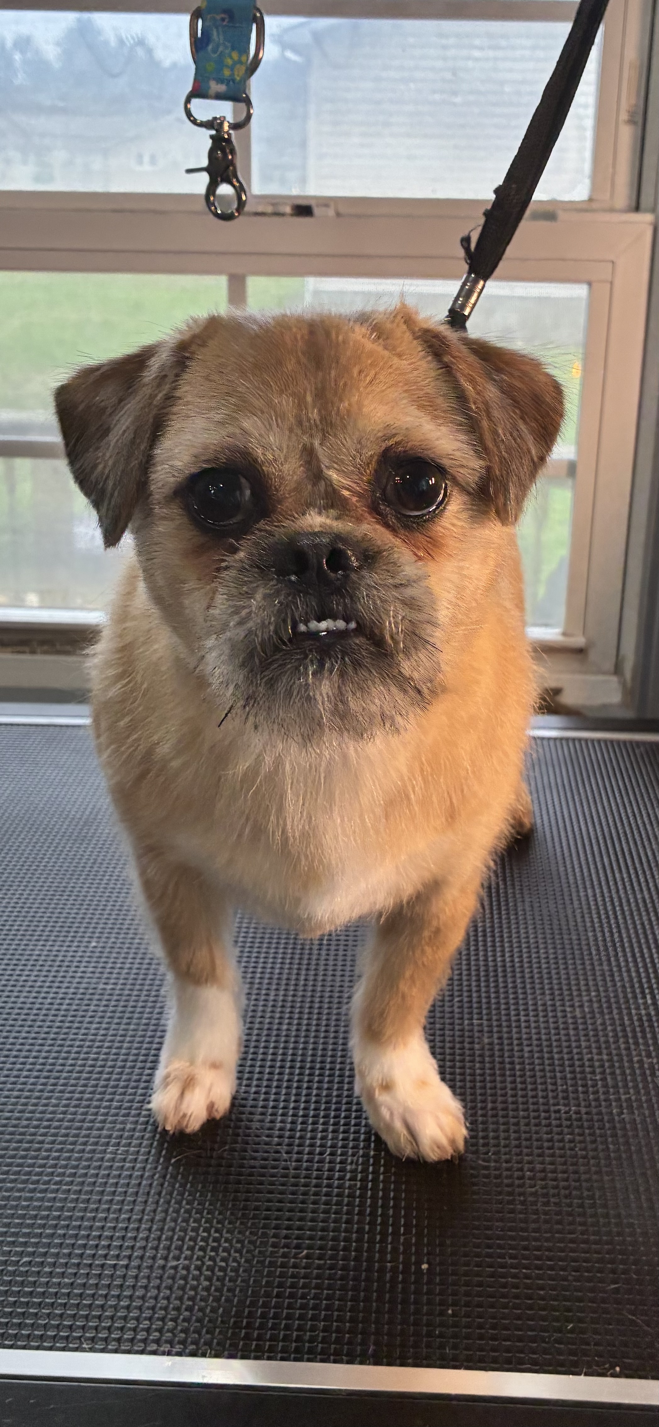 After grooming
