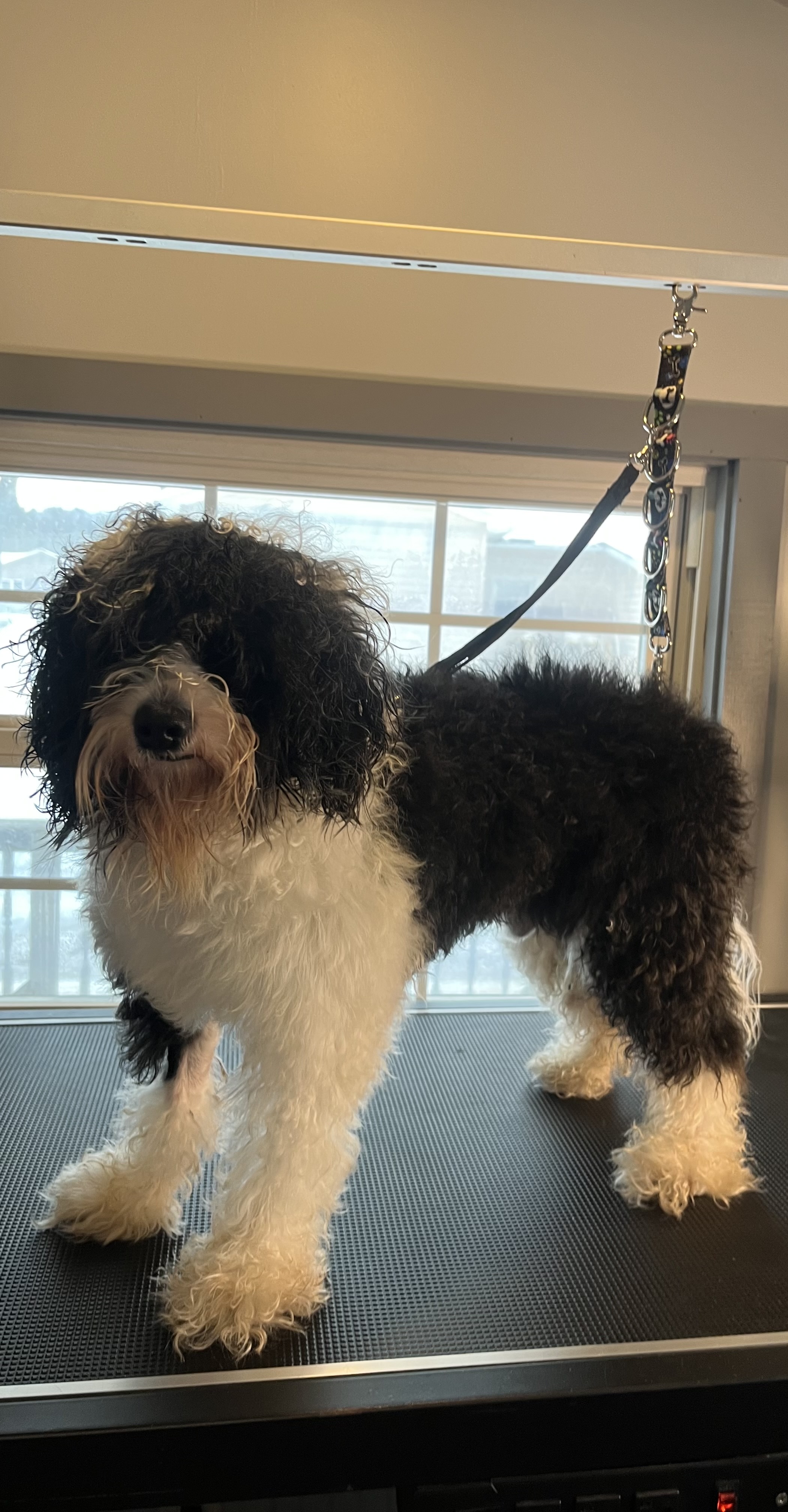 Before grooming