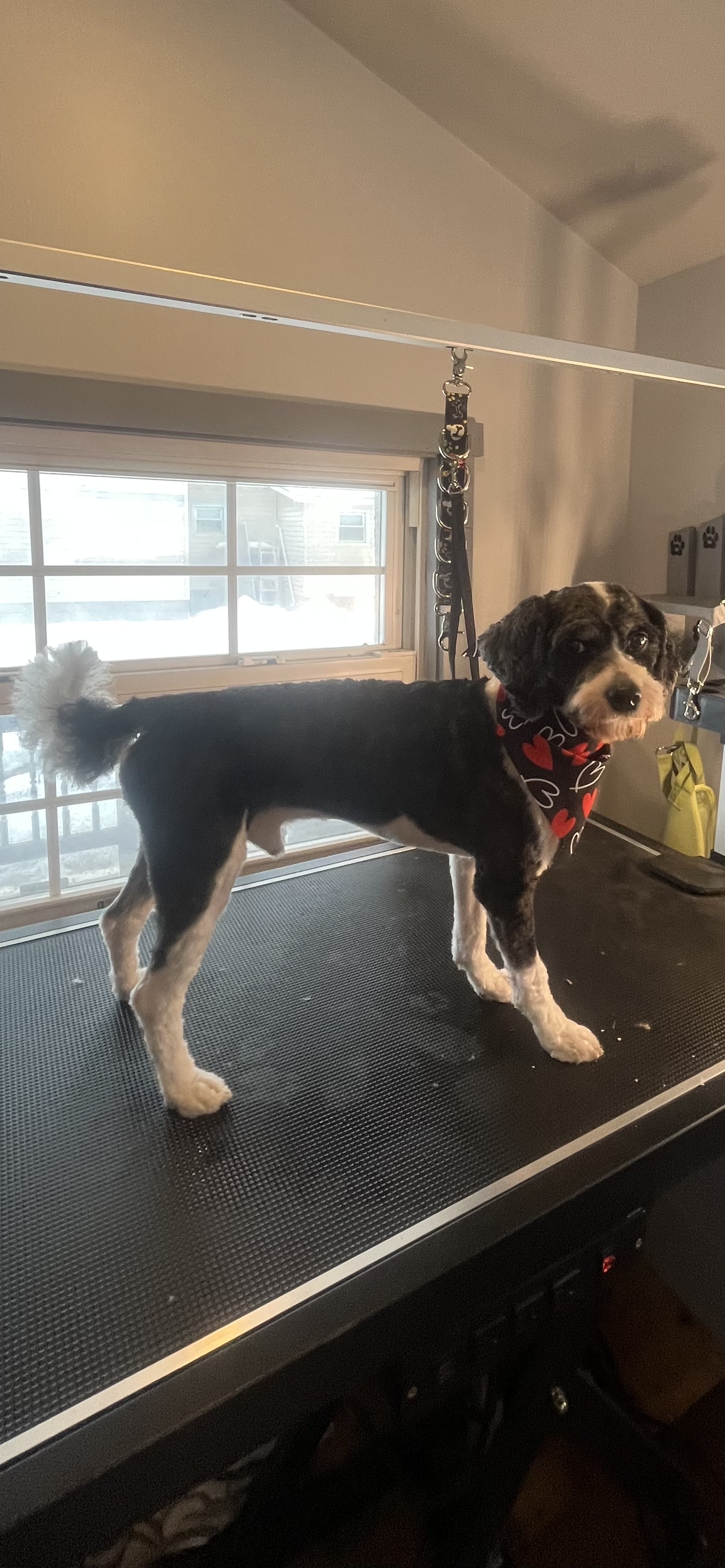 After grooming