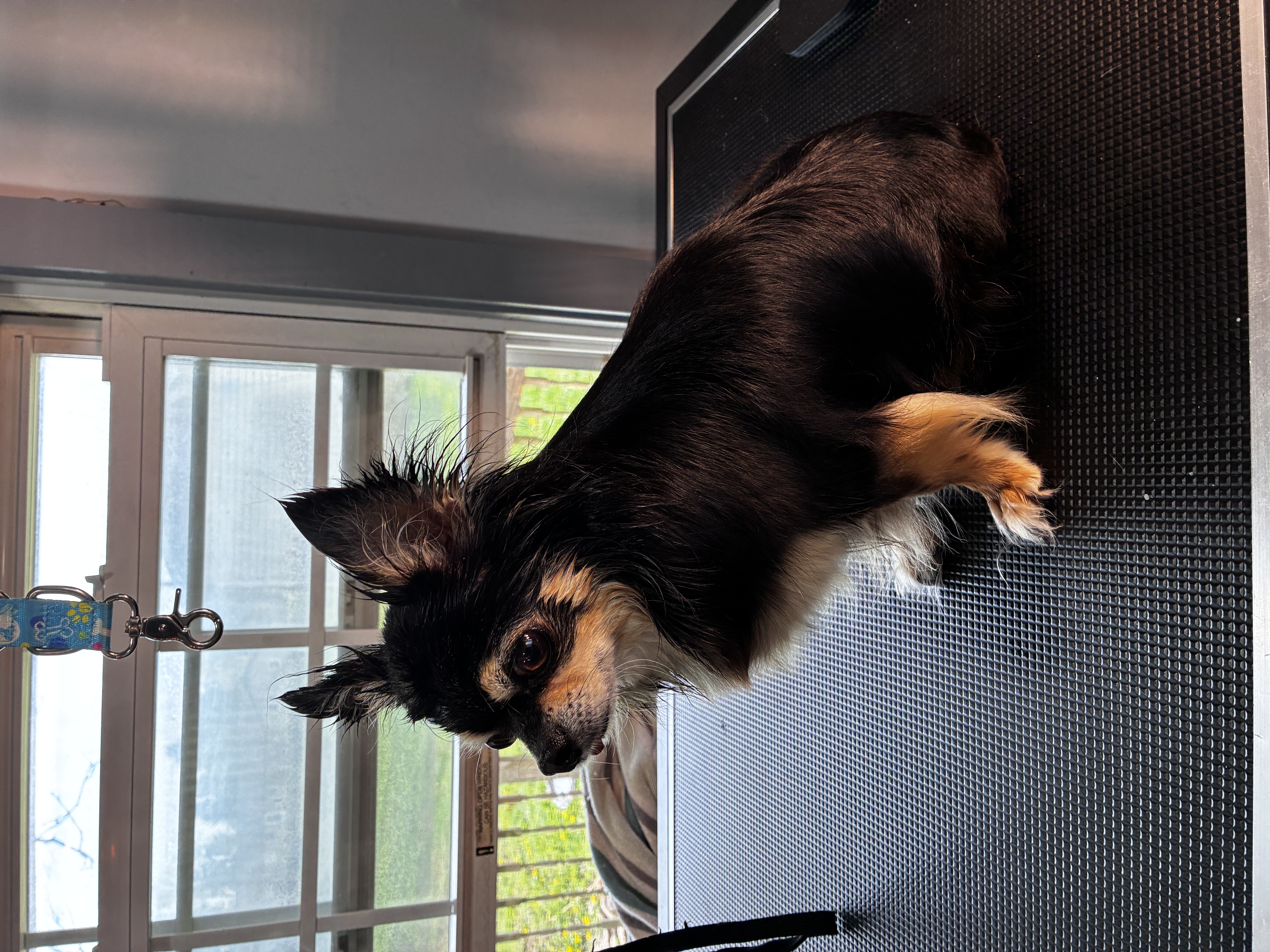 Before grooming