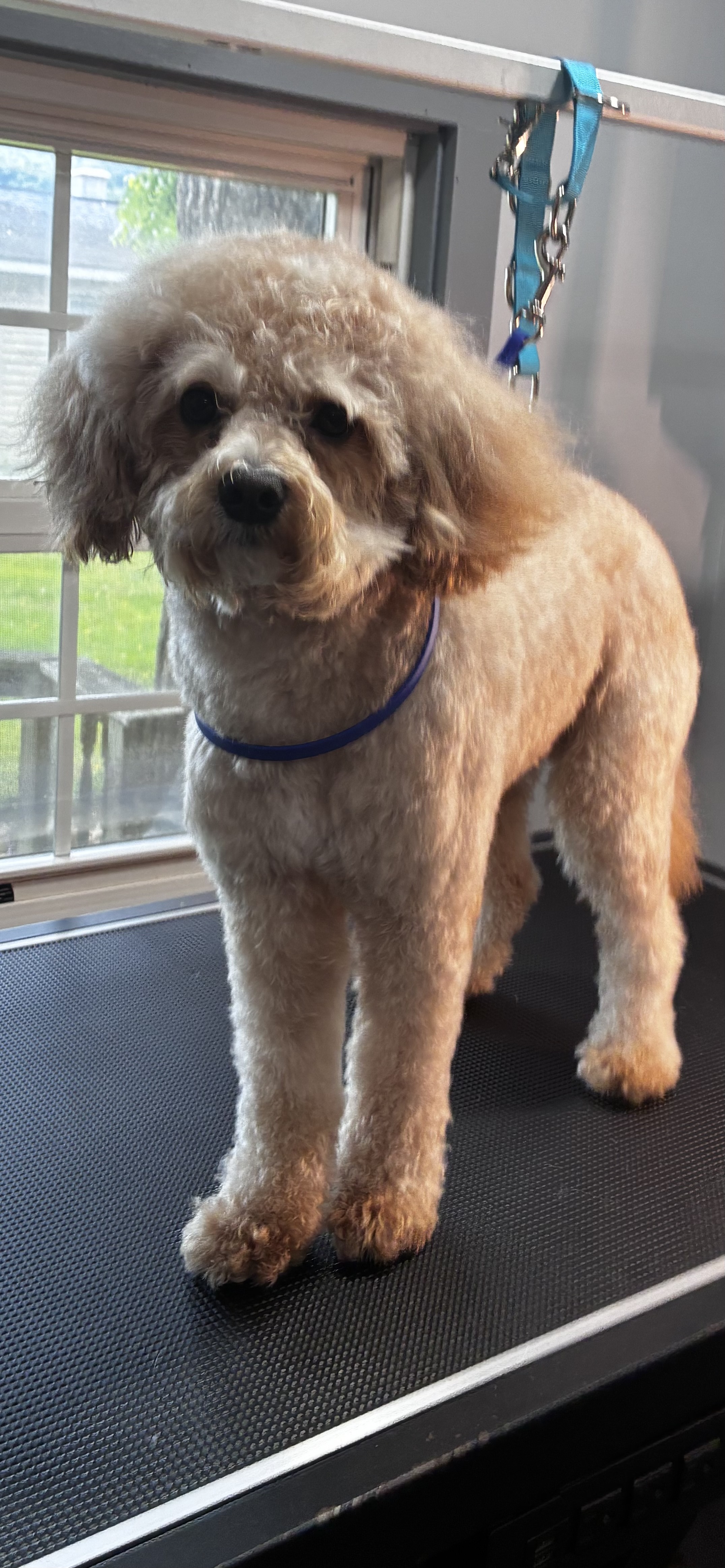 Before grooming