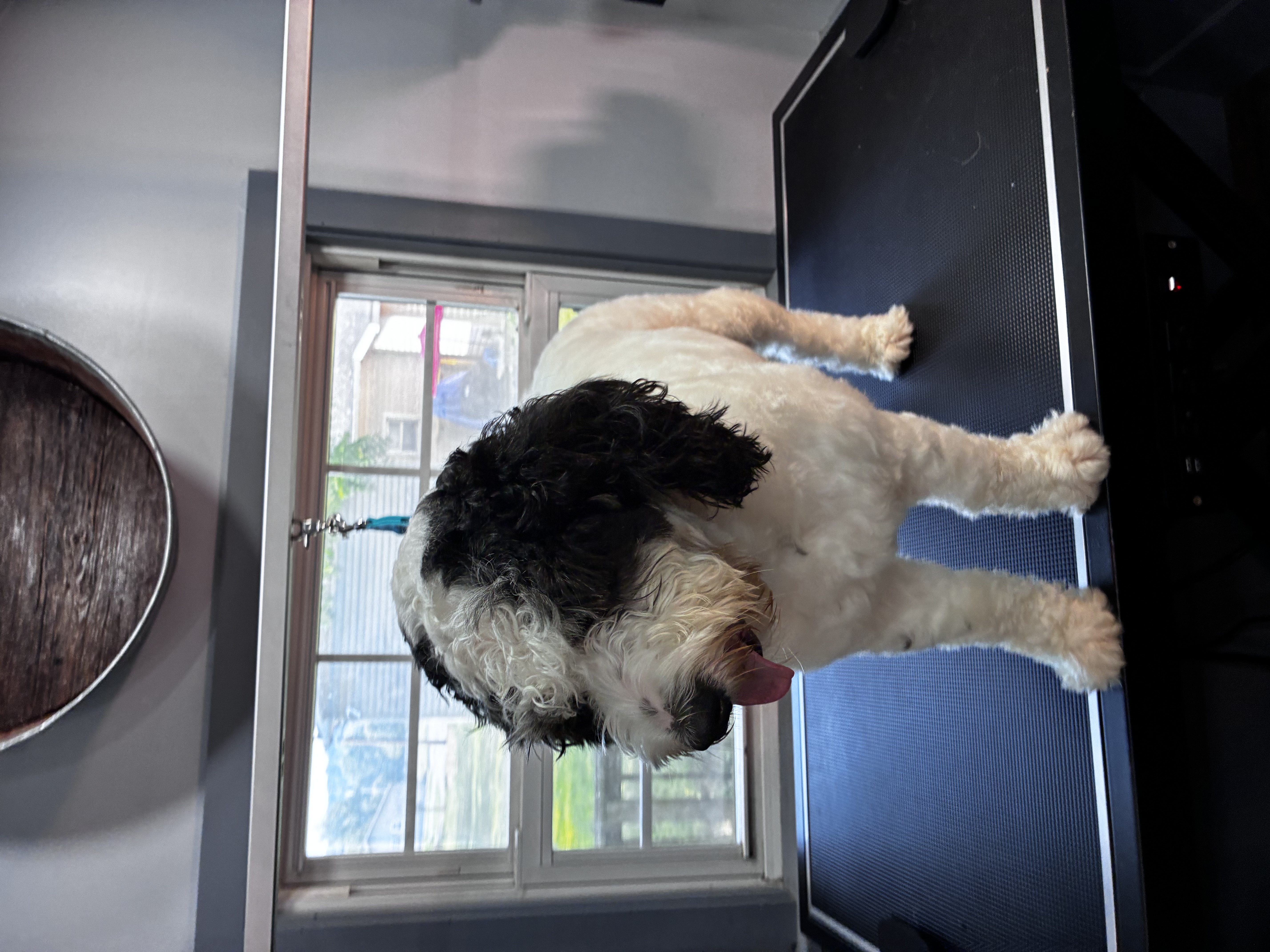 Before grooming