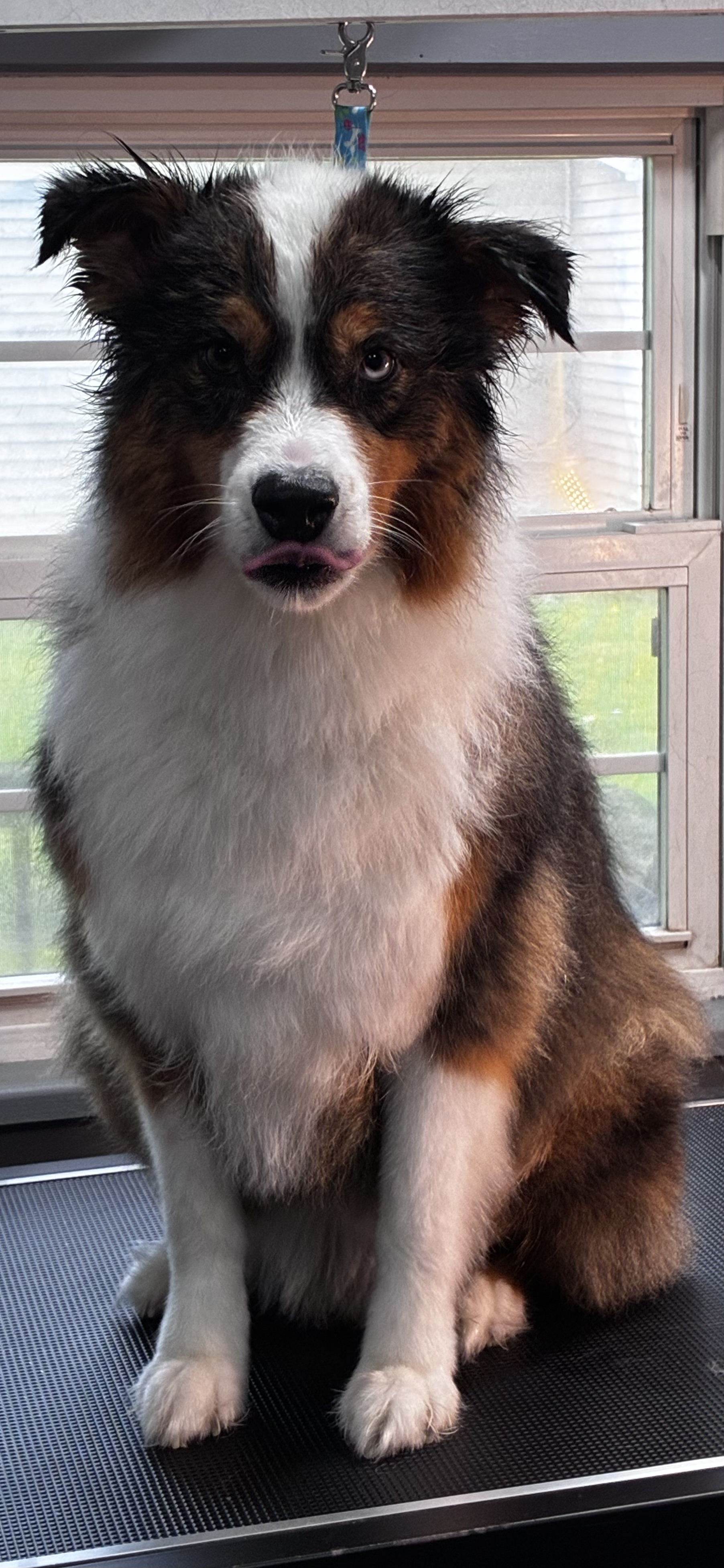 Before grooming