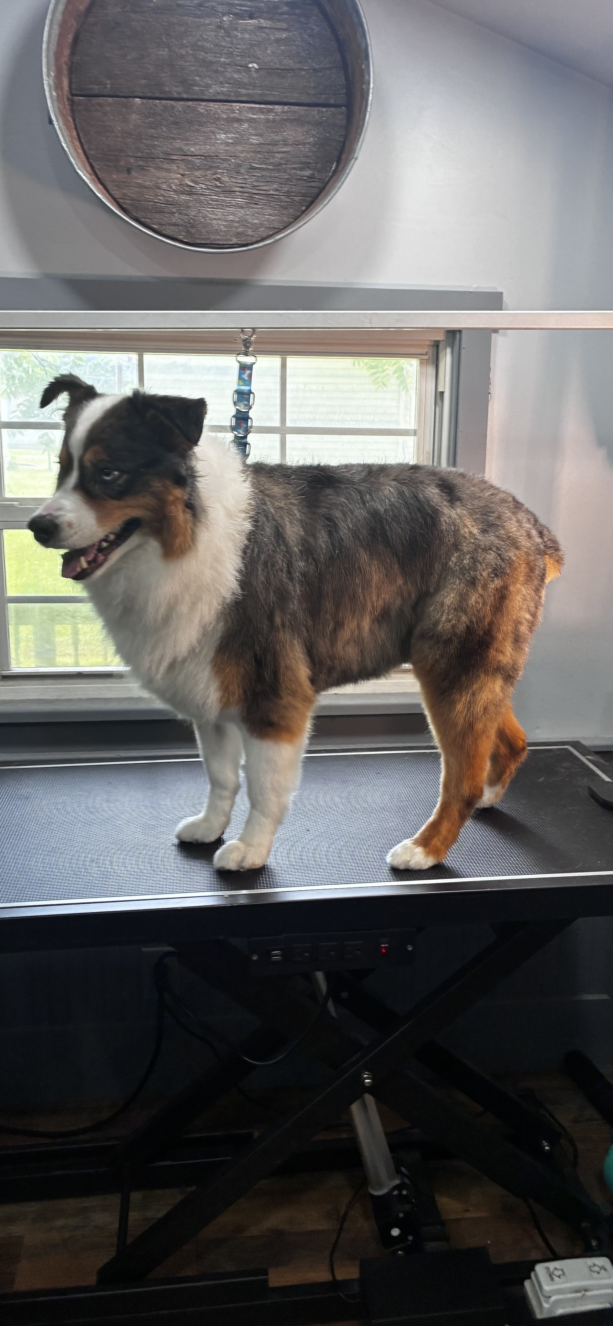 After grooming