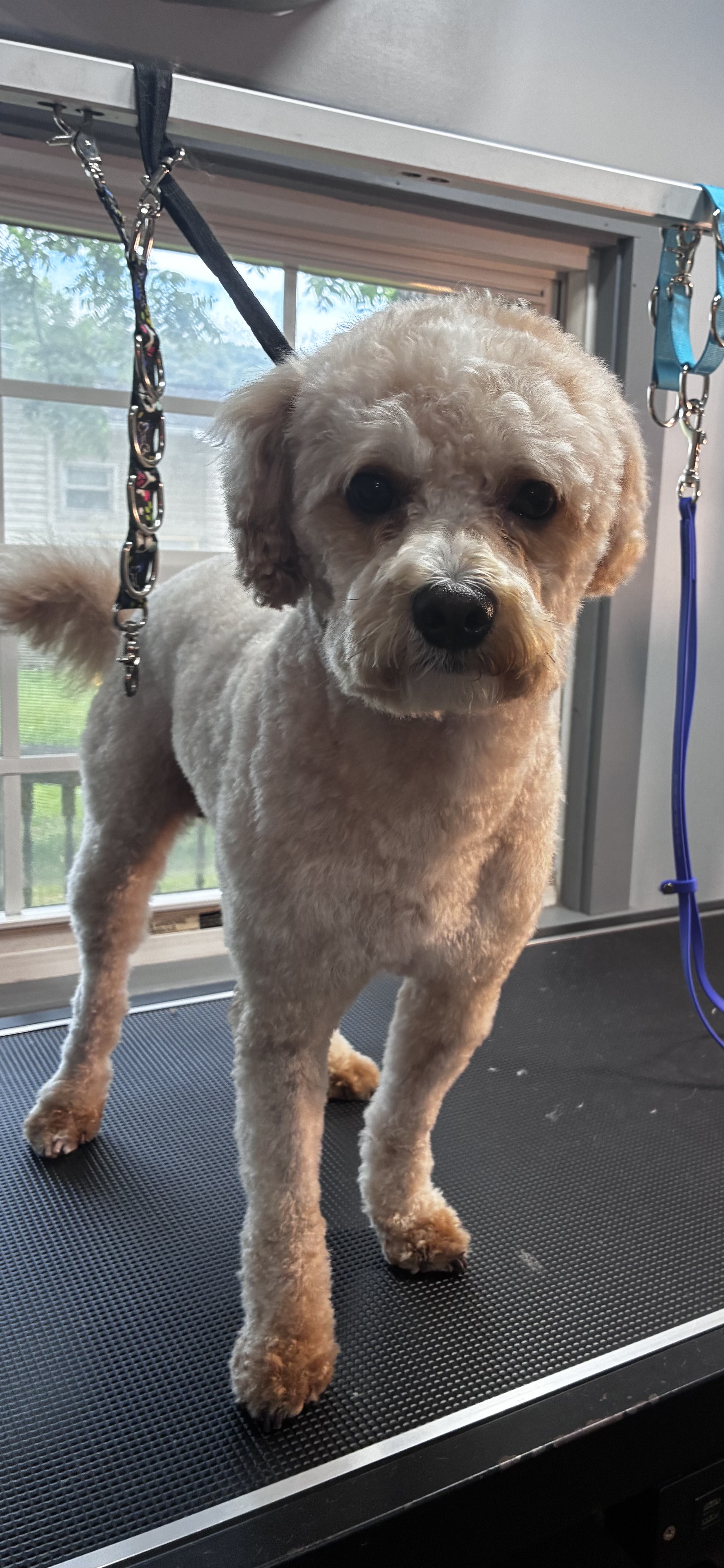 After grooming